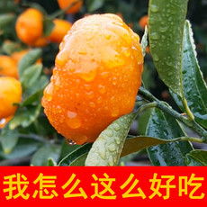 新品速遞 新鮮水果批發(fā)指南