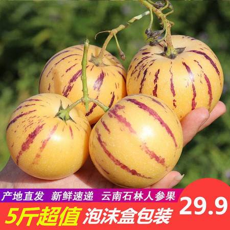 云南石林人參果 當(dāng)季新鮮黃肉圓果，整箱批發(fā)包郵到家