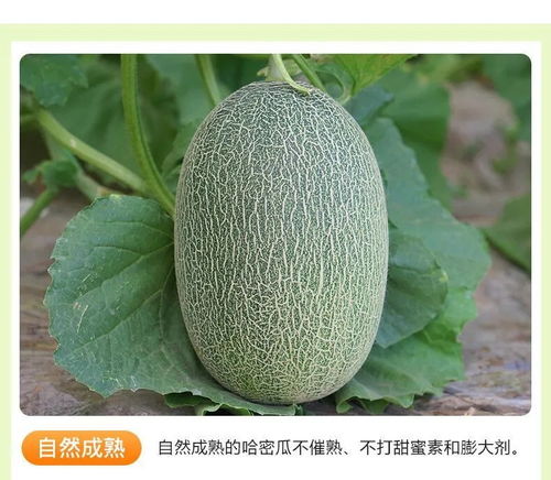 海南哈密瓜 當(dāng)季鮮果優(yōu)選，西州蜜瓜與網(wǎng)紋瓜批發(fā)指南