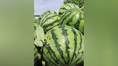 原棚美都西瓜，甜蜜之約，新鮮直達(dá)