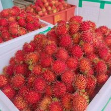 紅毛丹 熱帶佳果的批發(fā)采購與市場(chǎng)機(jī)遇