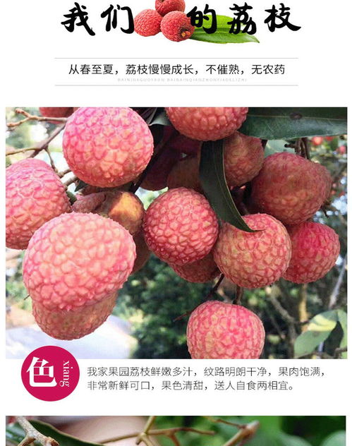 荔枝新鮮上市 應(yīng)季孕媽首選，果園直供非妃子笑，廣東現(xiàn)摘批發(fā)包郵攻略